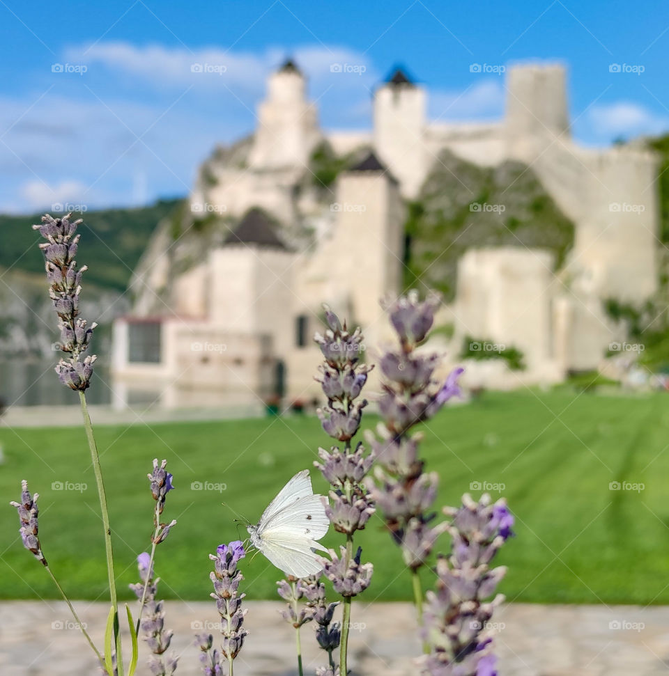 A butterfly in the lavender