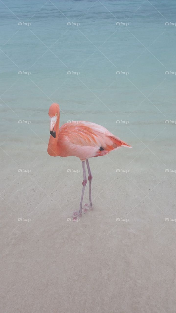aruba flamingo