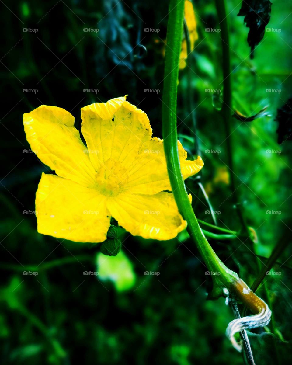 Yellow flowers in the garden in India