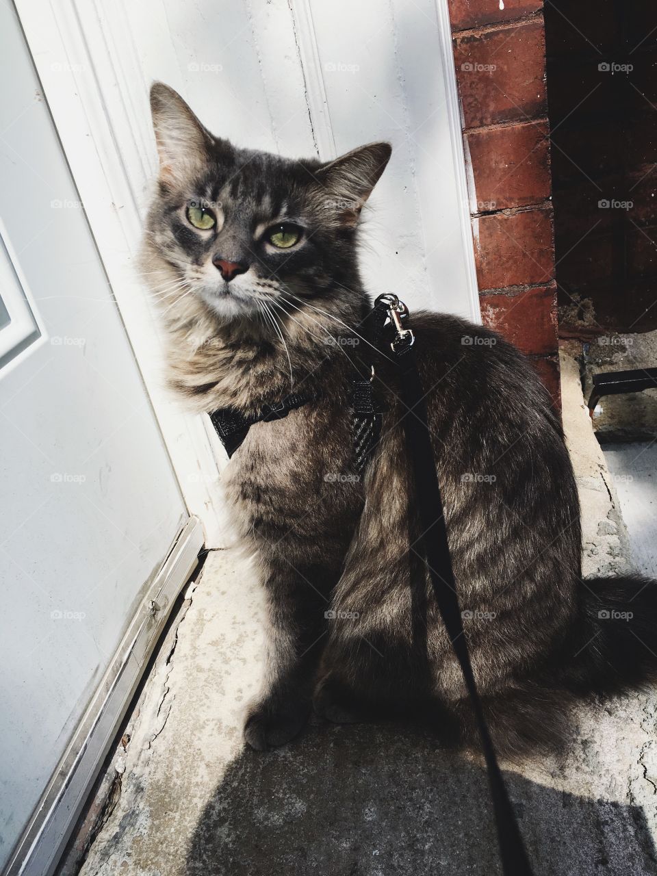 Cat on leash