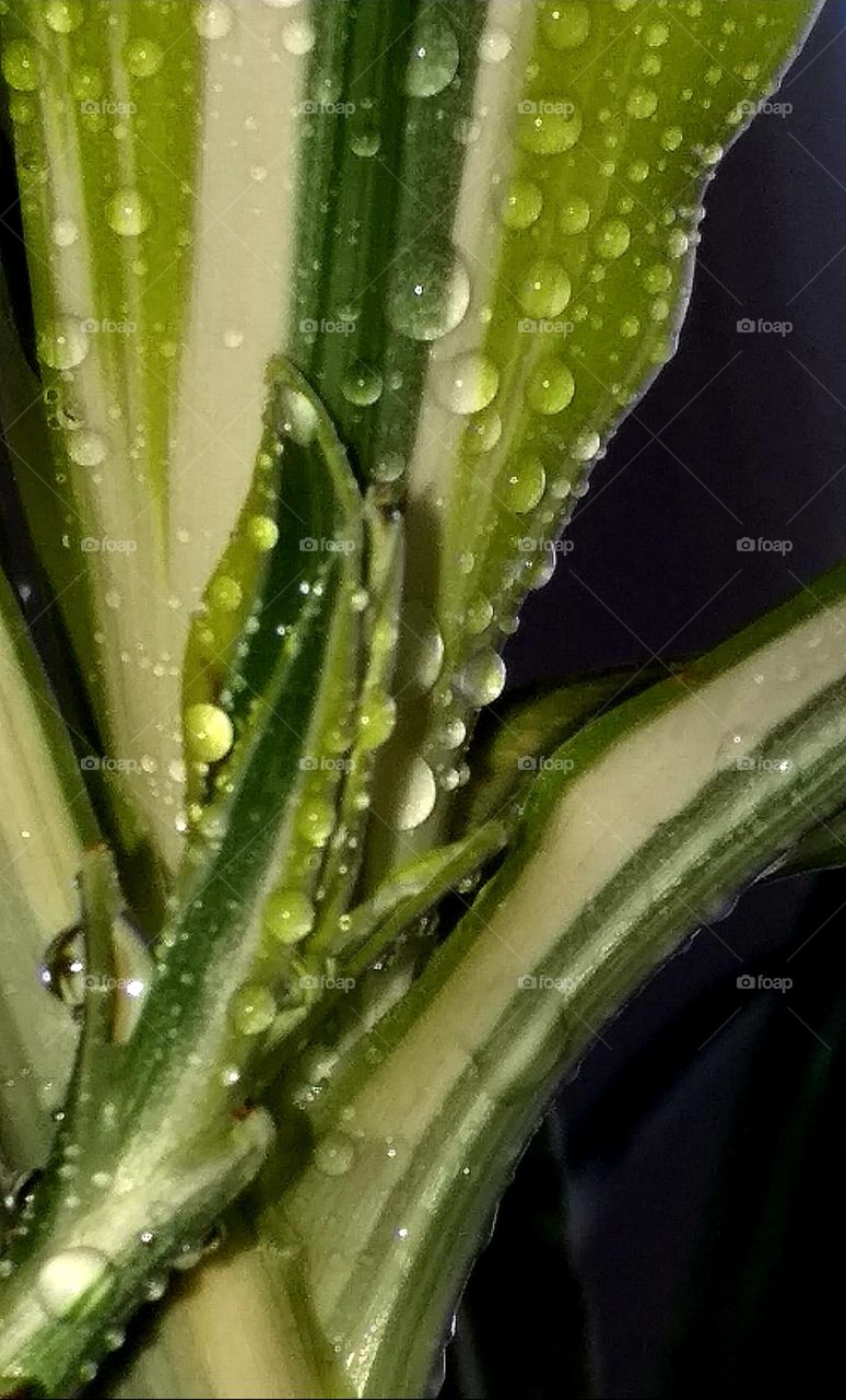 Flower#nature#green#water#drops