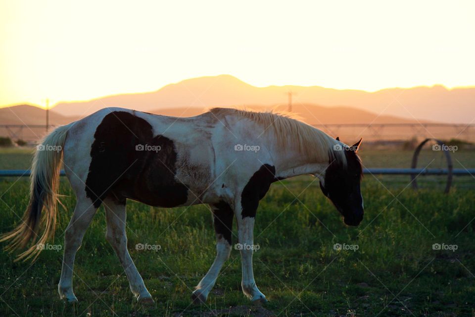 Horse on field during sunset