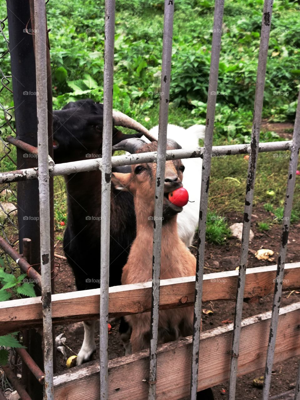 Russia view zoo animals wild outside outdoor day part details capture life