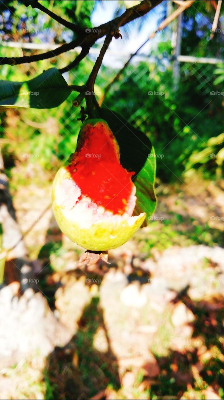 Choice and editing my click