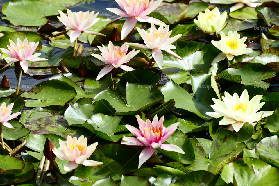 Lily pond