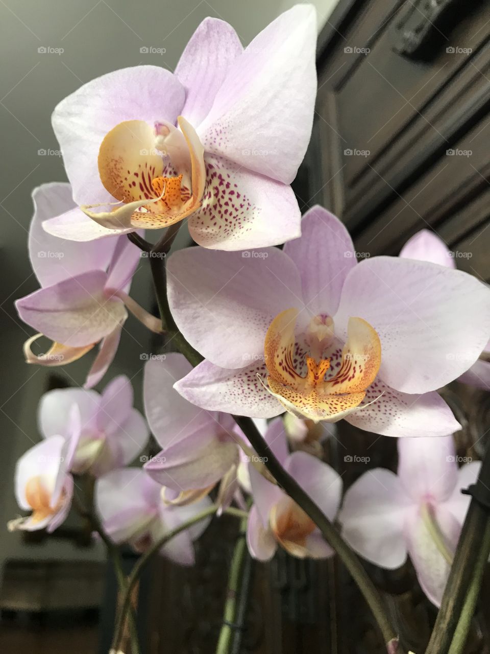 My blooming orchids 