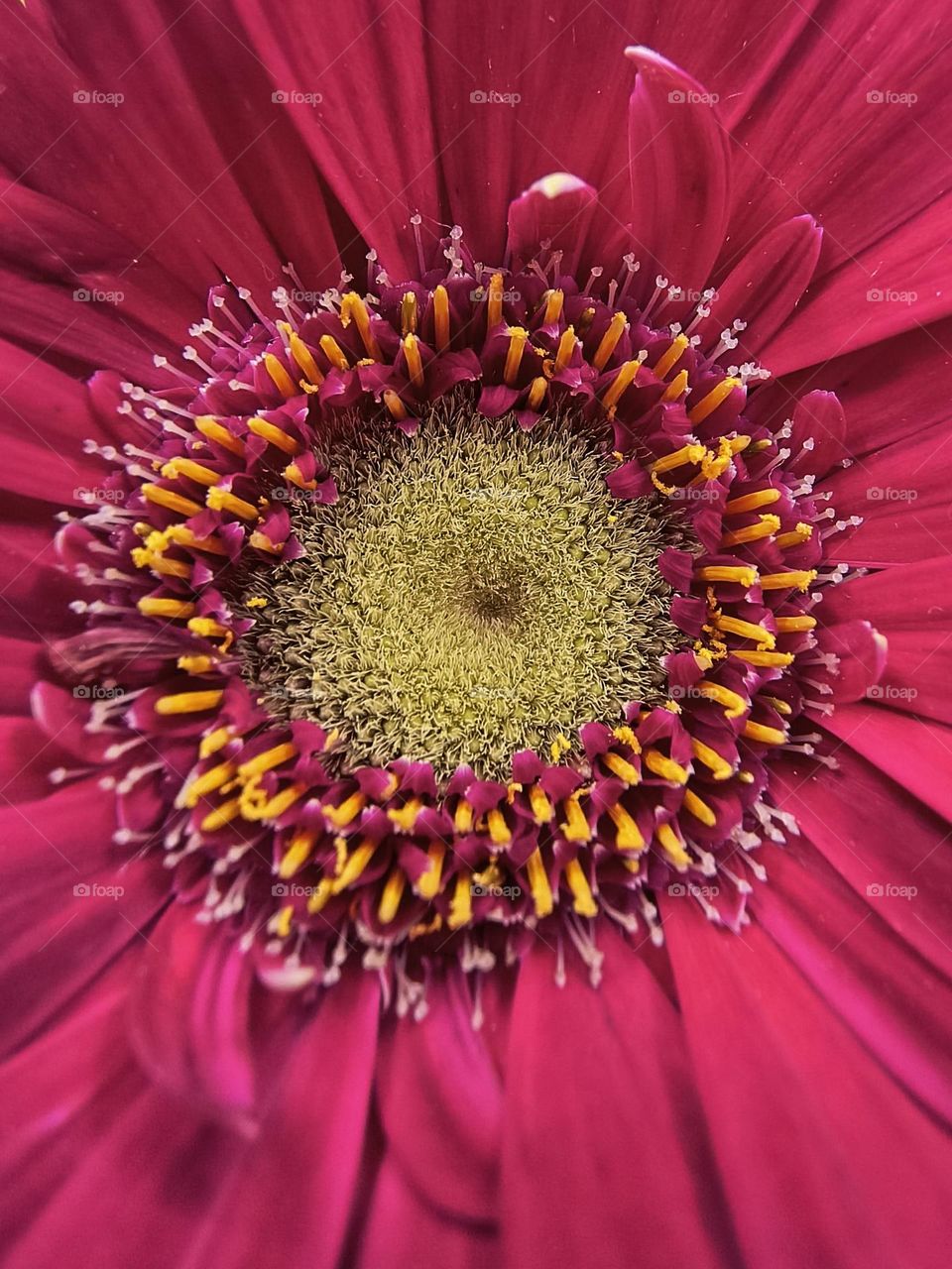 A miracle in a beautiful flower