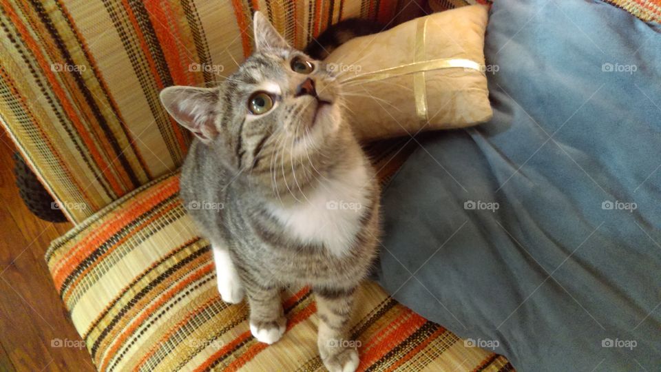 Curious kitten says please