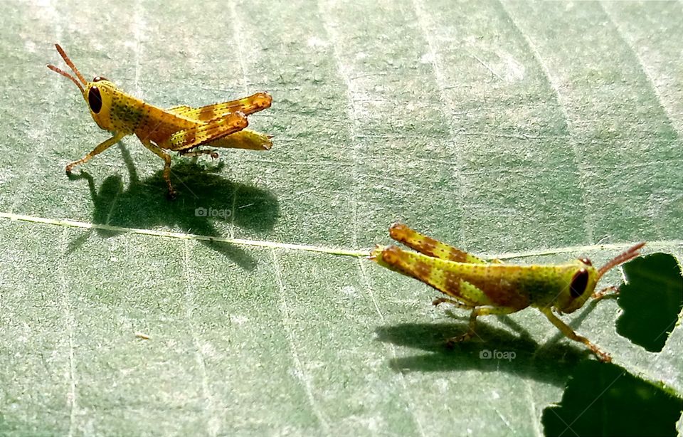 The shadow of two little grasshoppers.