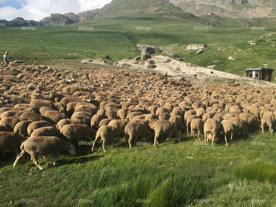 Flock of sheep