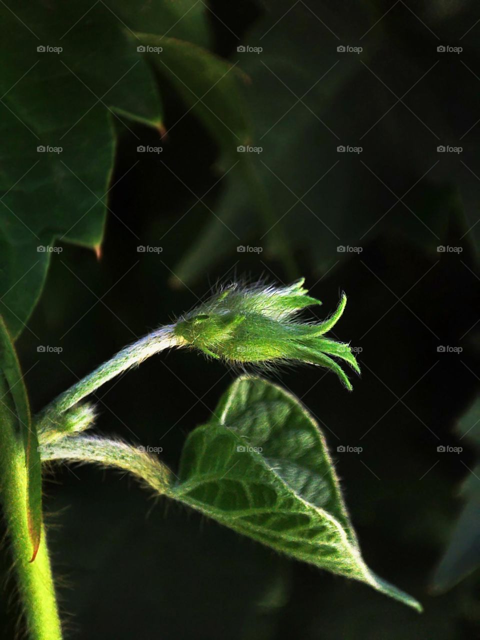 Macro photo of green grass growing in the garden