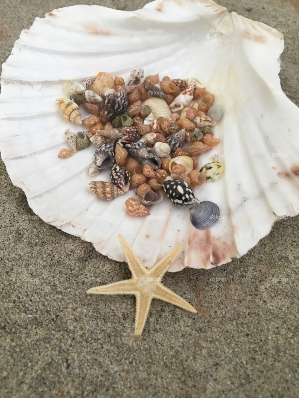 Extreme close-up of a seashells