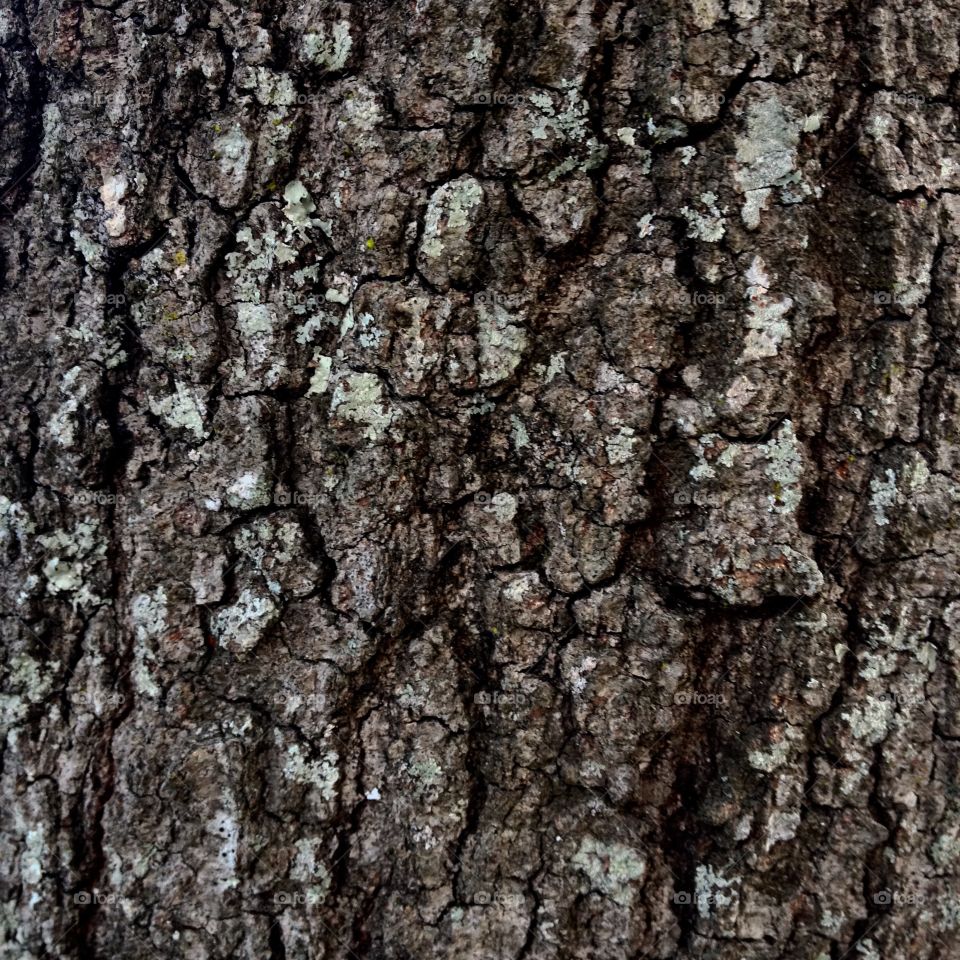 Tree Bark 1