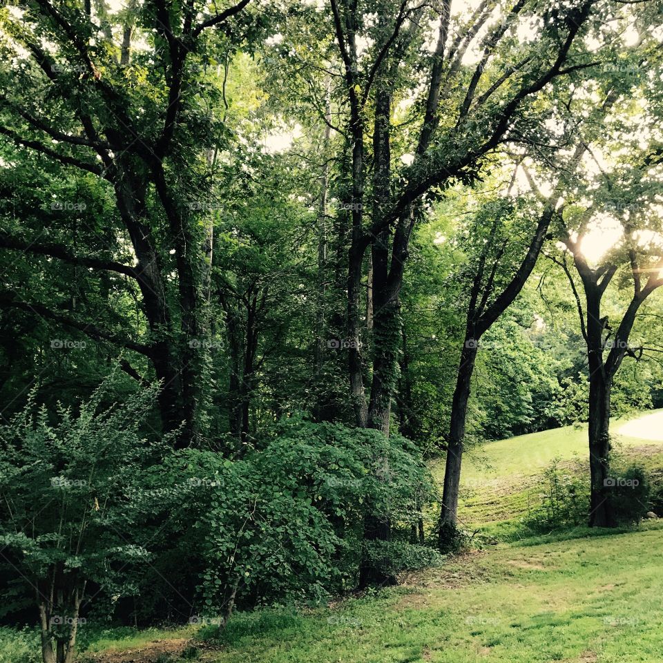 Some woods surrounding my grandmother's house.