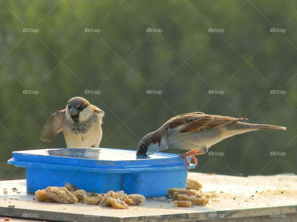 Captured these thirsty house Sparrows while they were drinking chilled water.😍📸