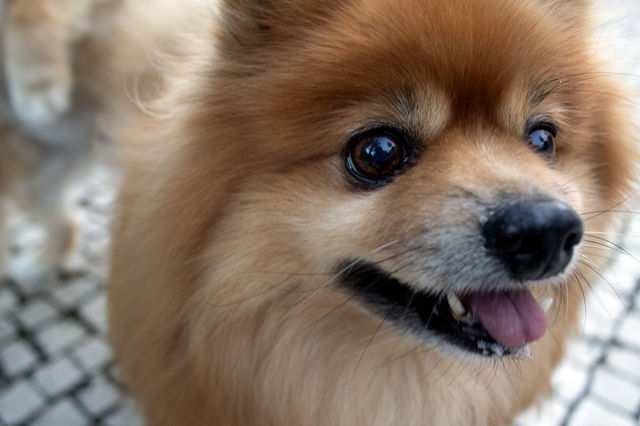 Small dog. Spitz