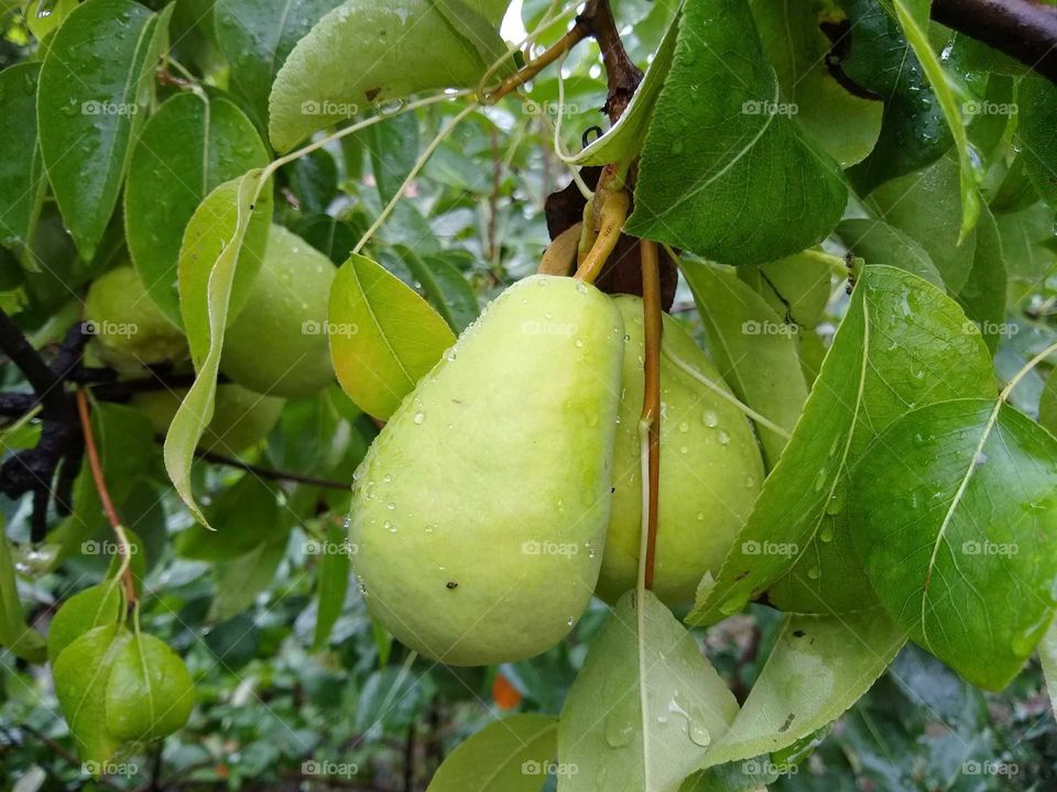 rain drops on the pear 🍐🍐