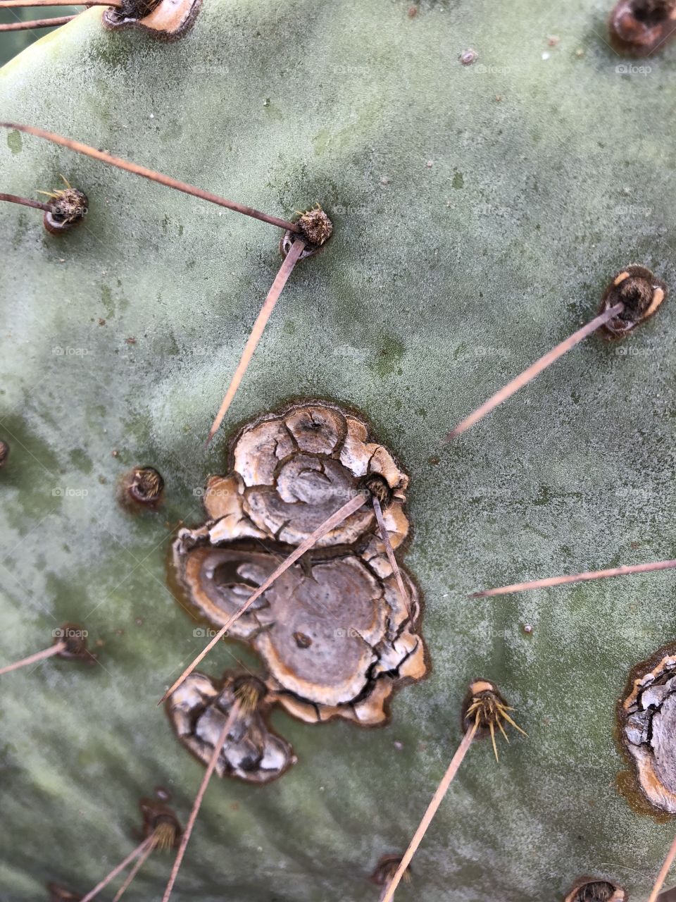 Cactus up close 