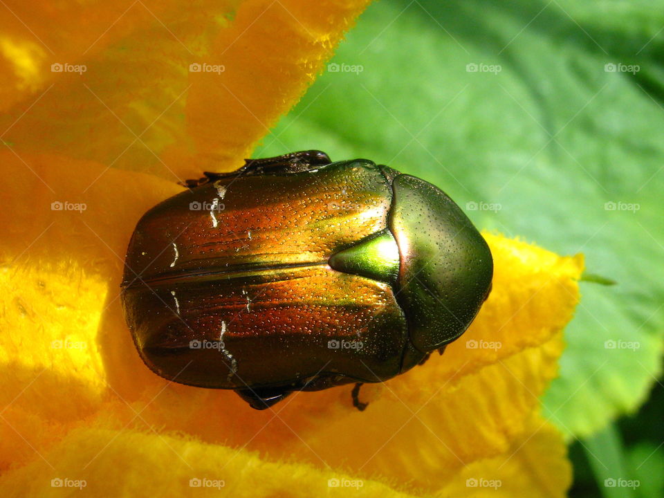 Close-up of beetle on yellow flower