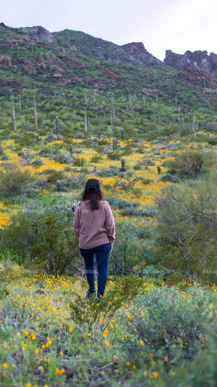 Wildflowers in the desert 