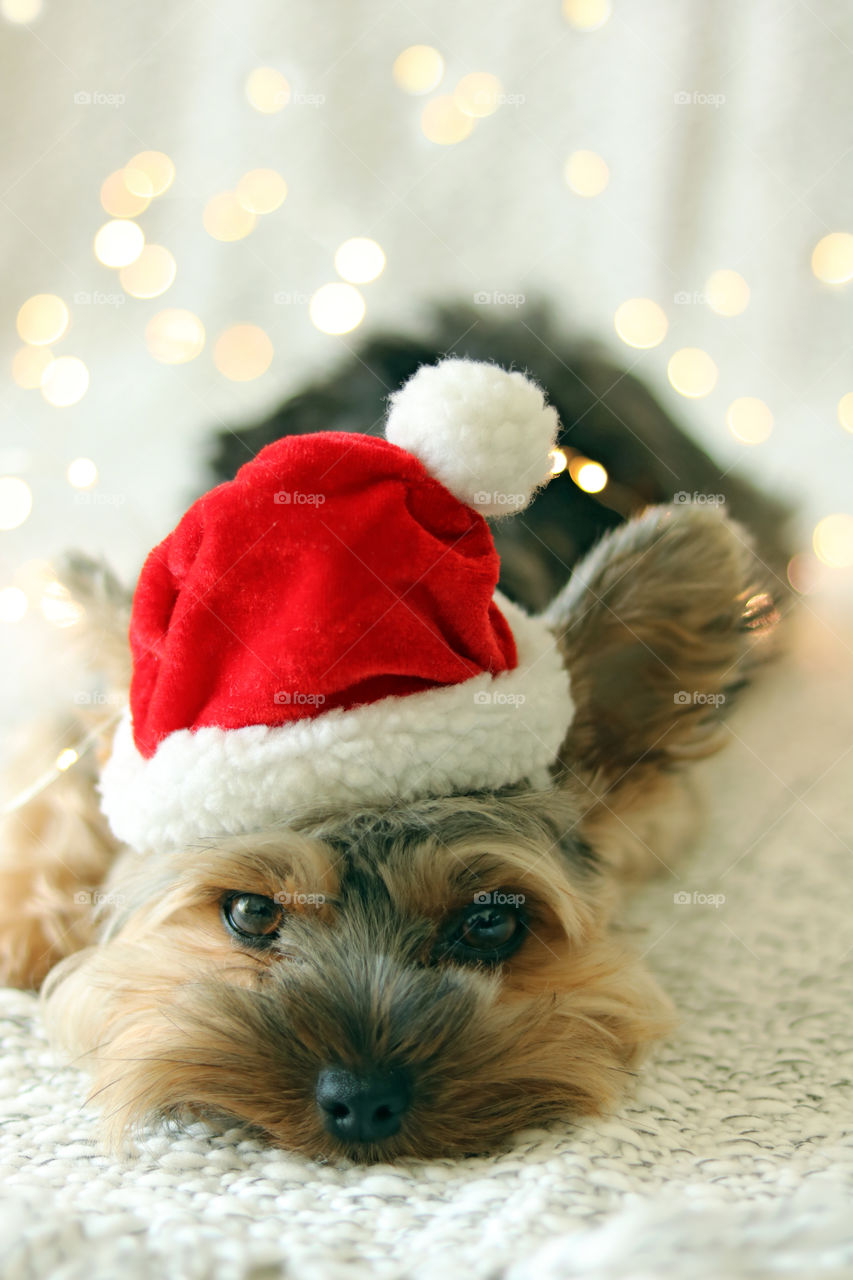 Yorkie Dog in Christmas