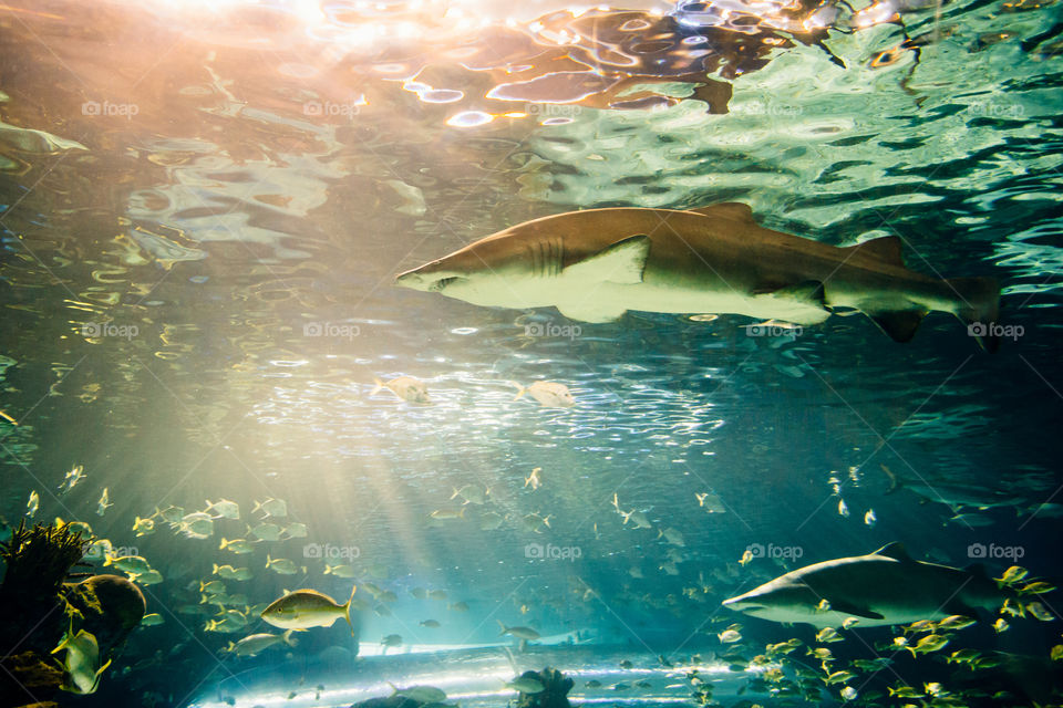 Shark under beautiful light
