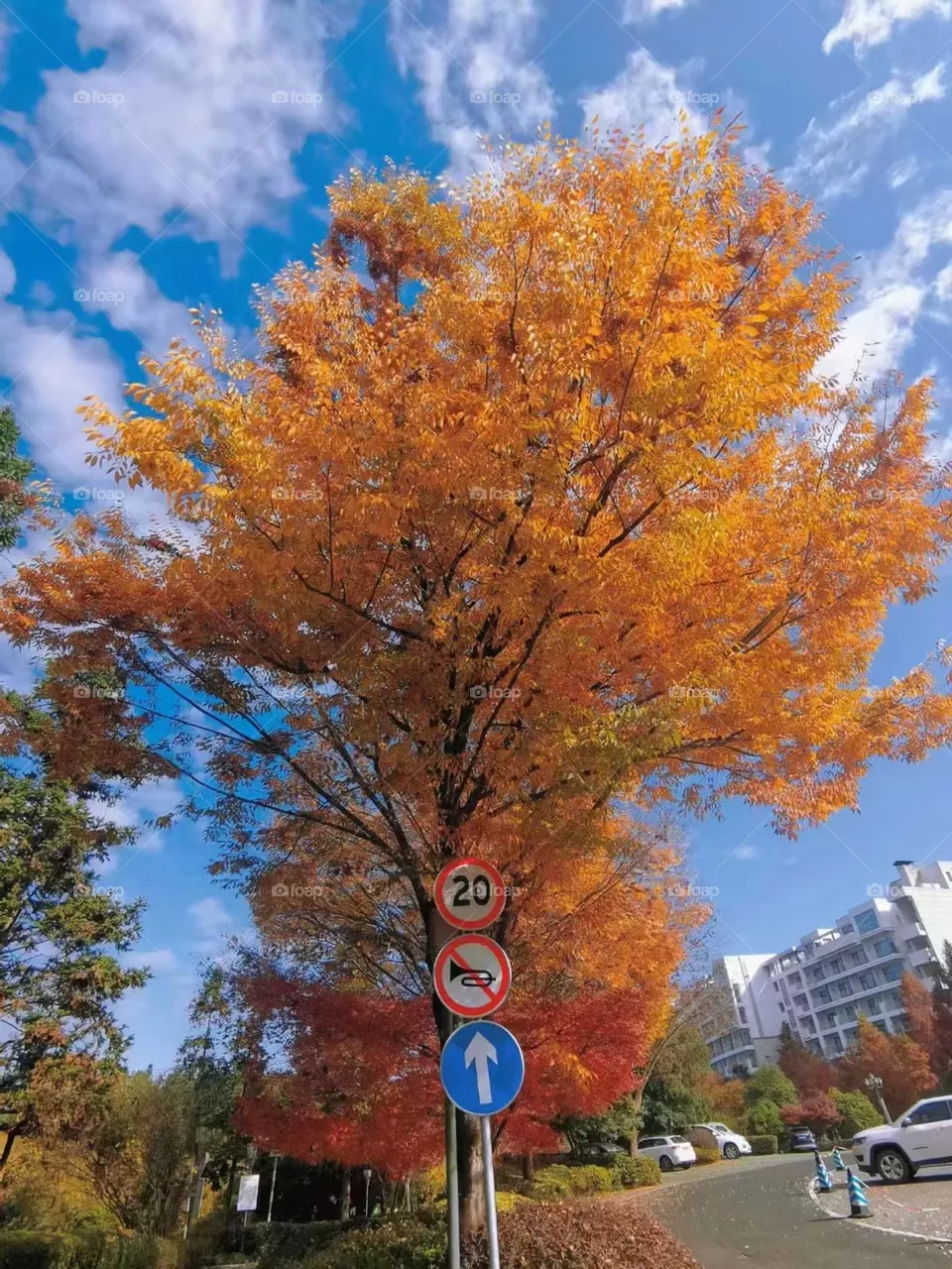Yellow Trees