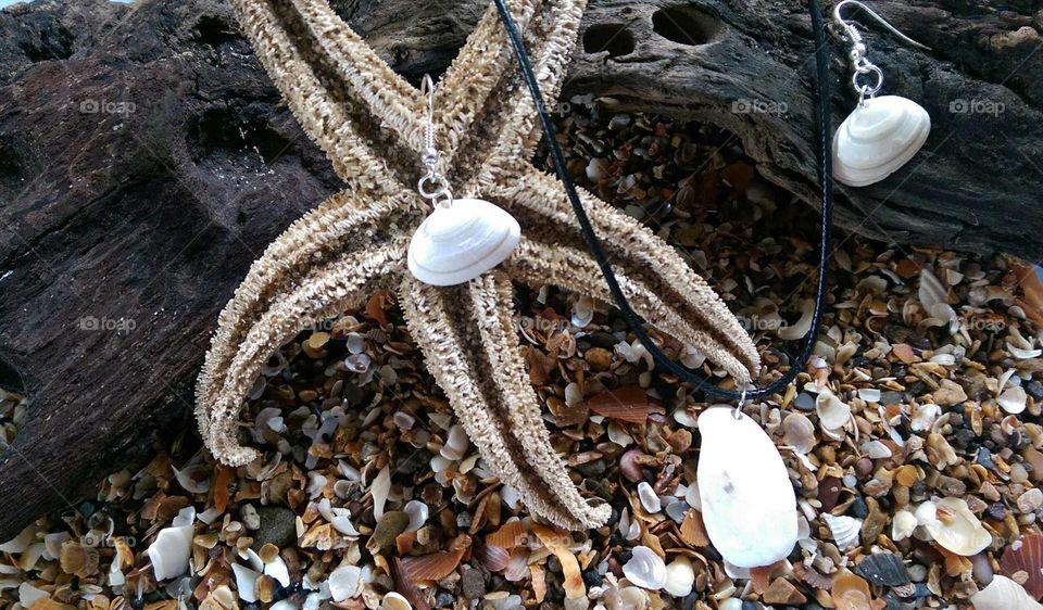 starfish resting upon a piece of drift wood