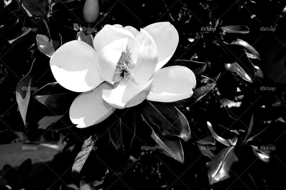 Black and White Magnolia 