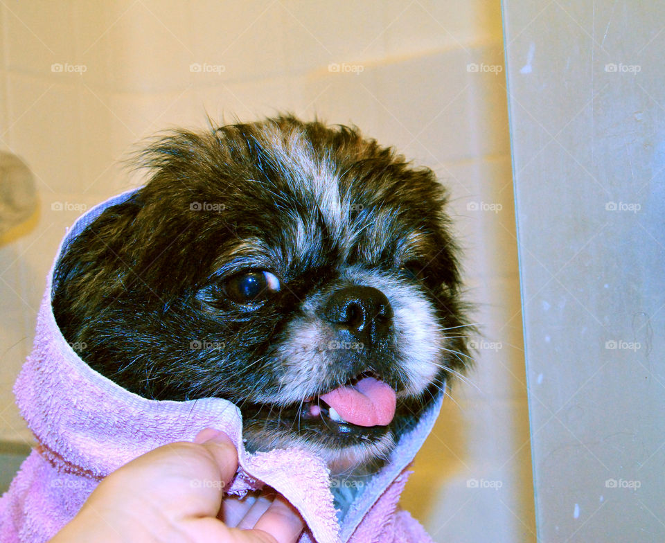 Happy Pekingese dog just had a refreshing bath with towel over head