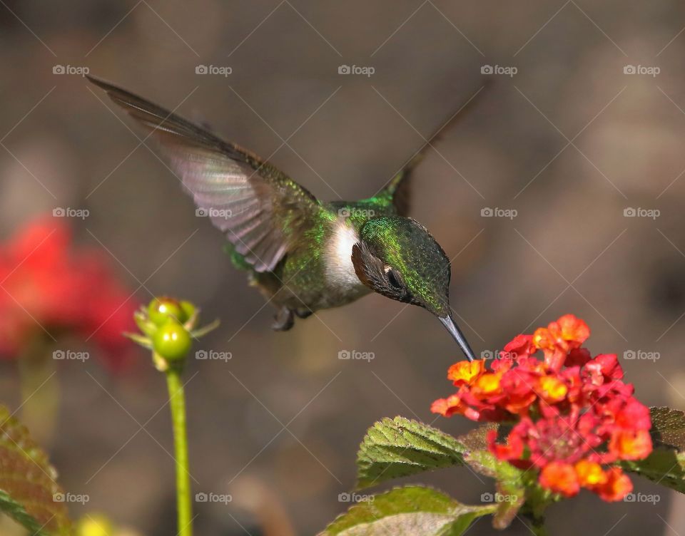 ruby-throated hummingbird