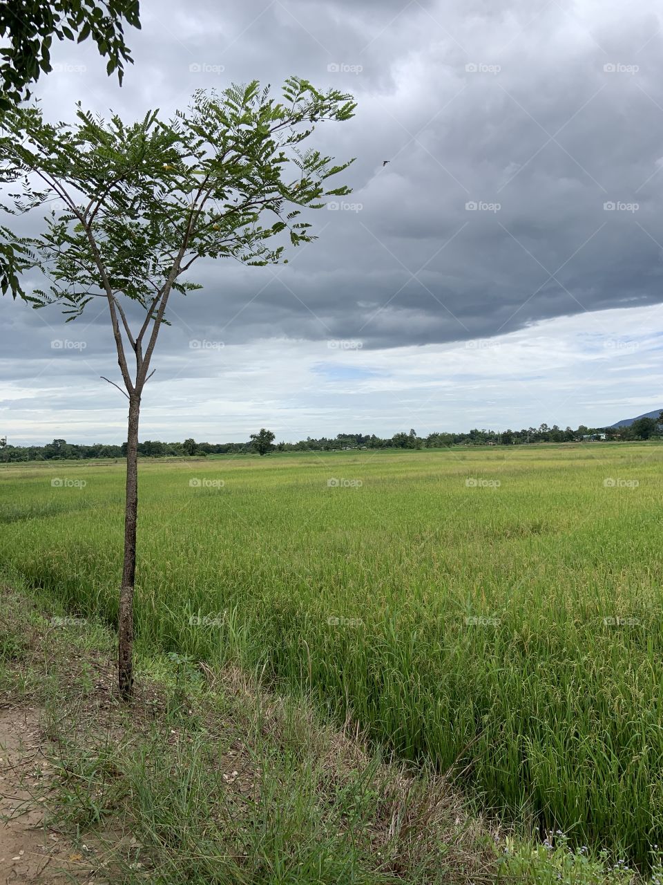 The stories of the nature, Countryside (Thailand)