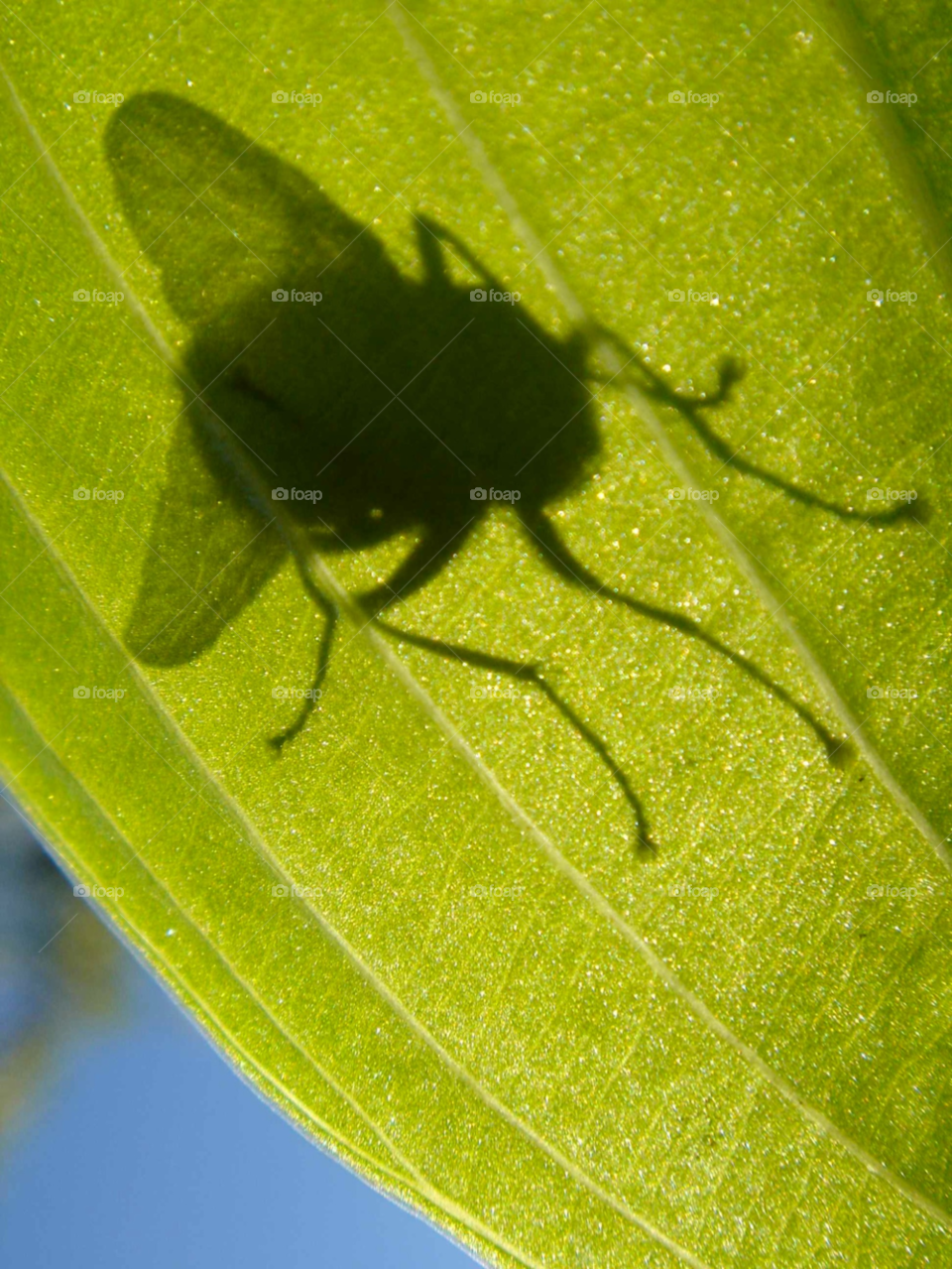 shadow insect fly green by Bea