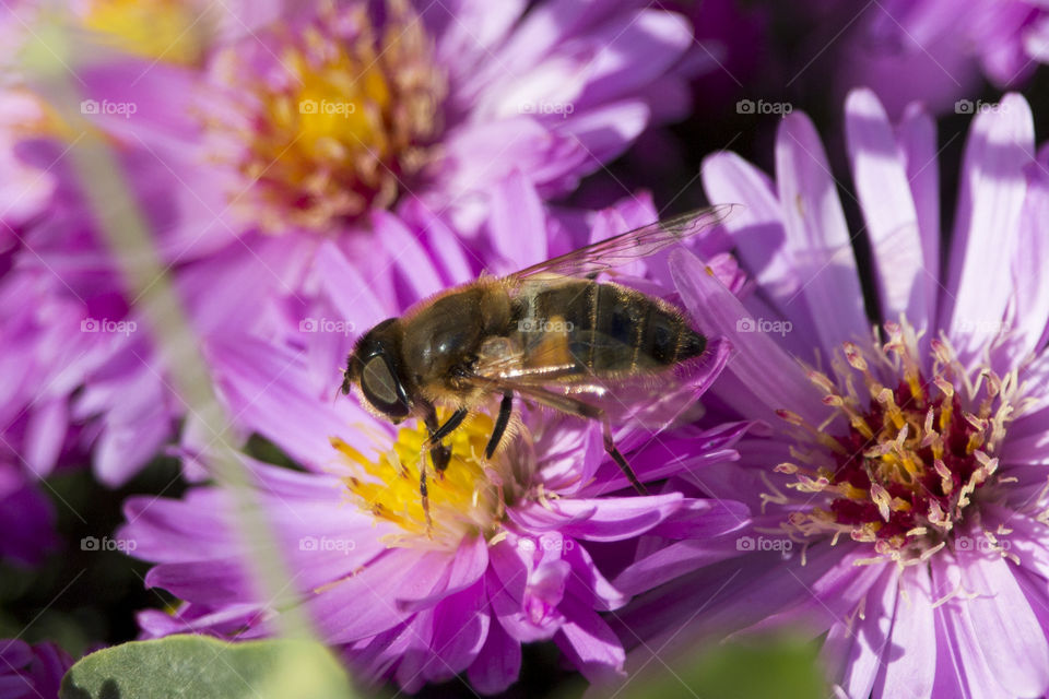 Bees on Autumn Aster