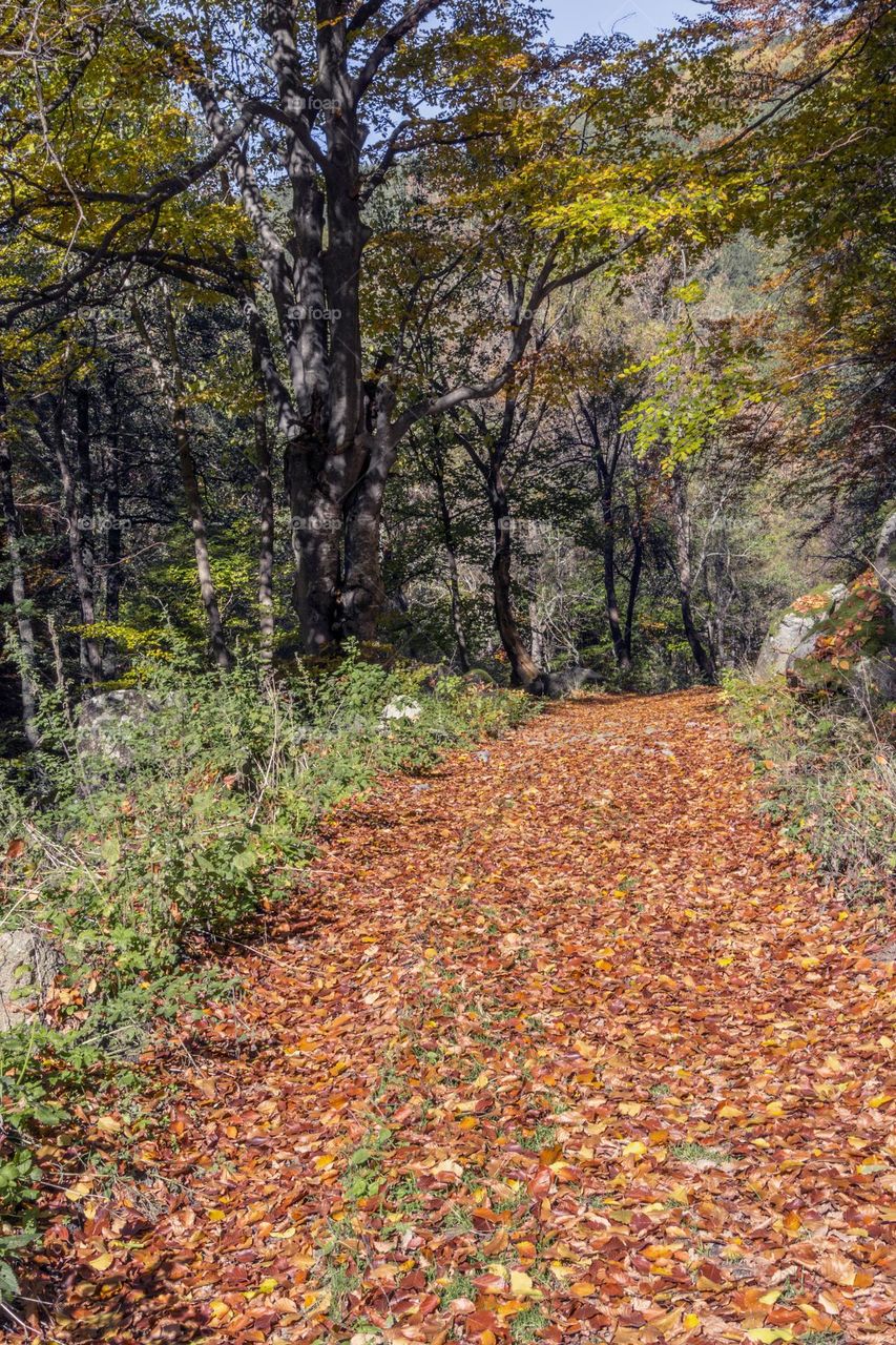 Autumn carpet of leaves in the forest
