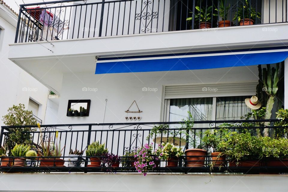 Plants#flowers#balcon