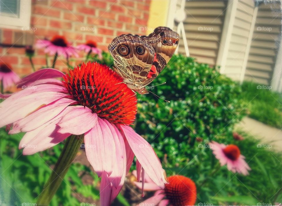 butterfly on a coneflower