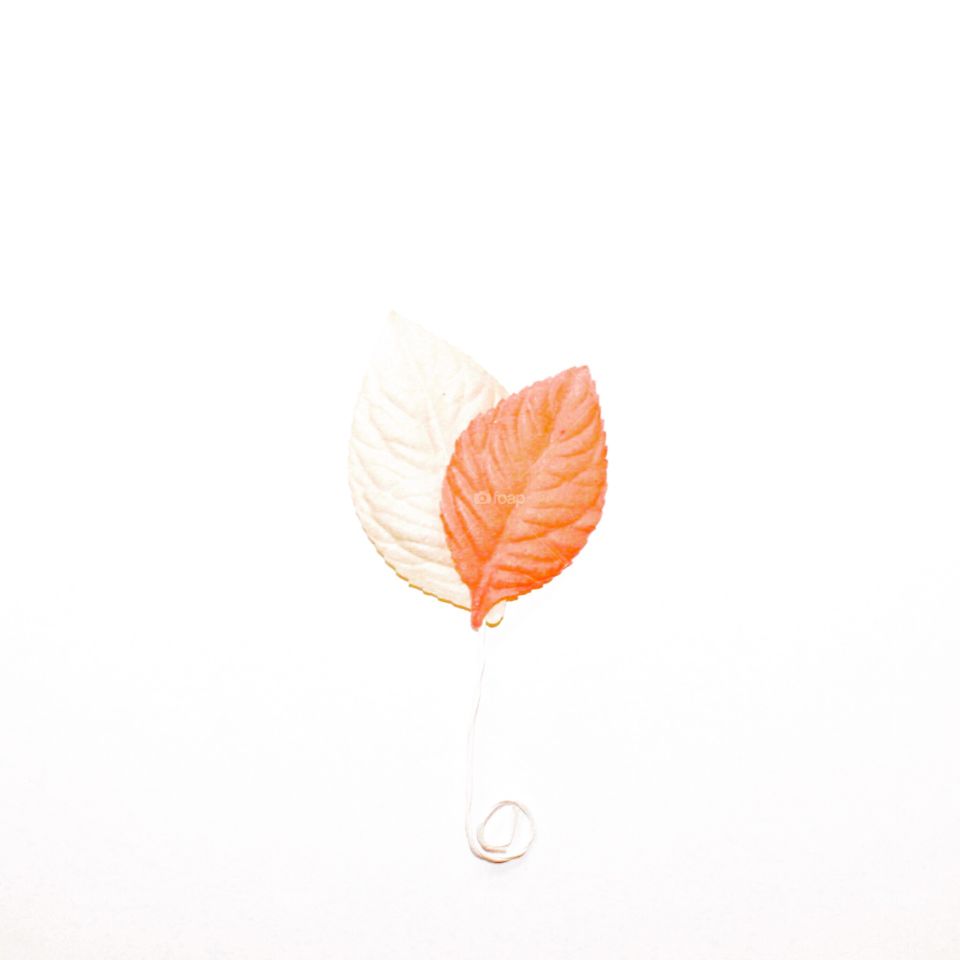 Minimalistic Leaf