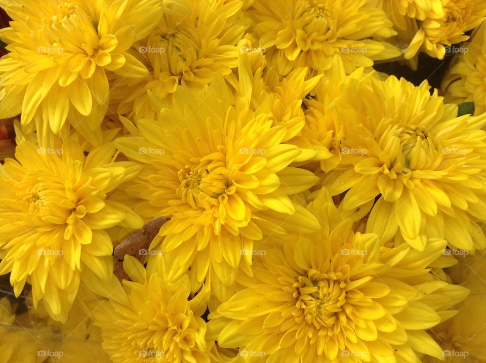 Bouquet of yellow chrysanthemums 