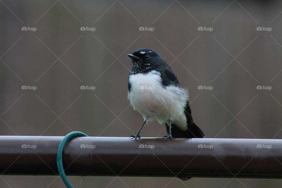 Bird in the rain