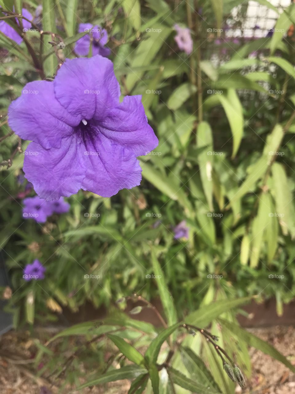 Colorful purple flower. 