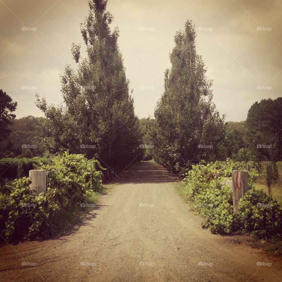 Country lane. Taken in port Stephens area - coastal Nsw 