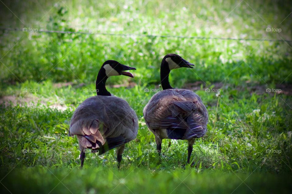 Two Canadian geese, both facing the breeze in a shady spot 