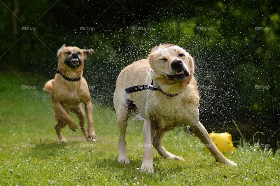 Wet dog 