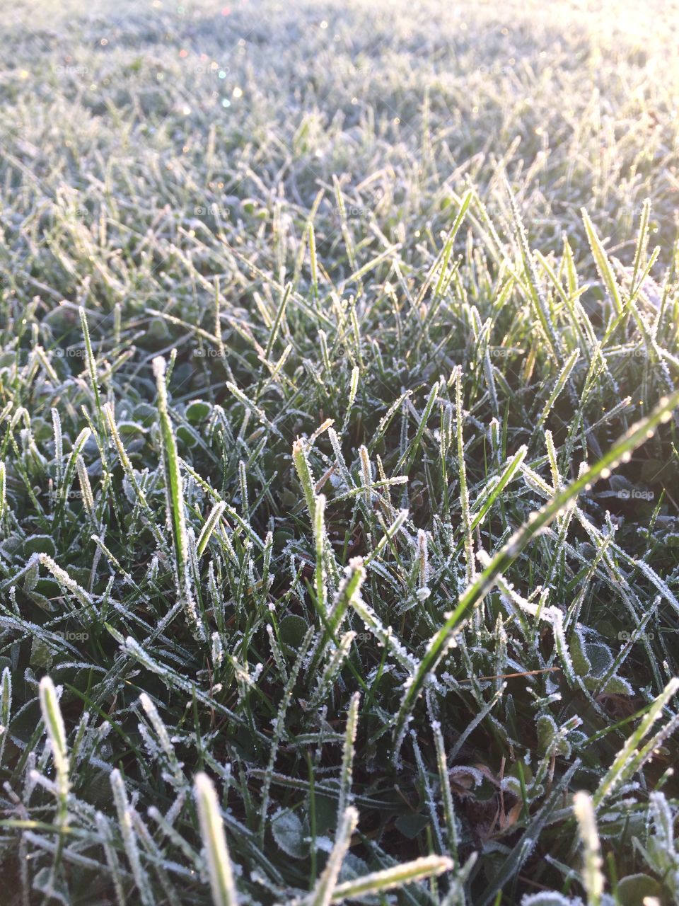 Blades of grass covered in frost 