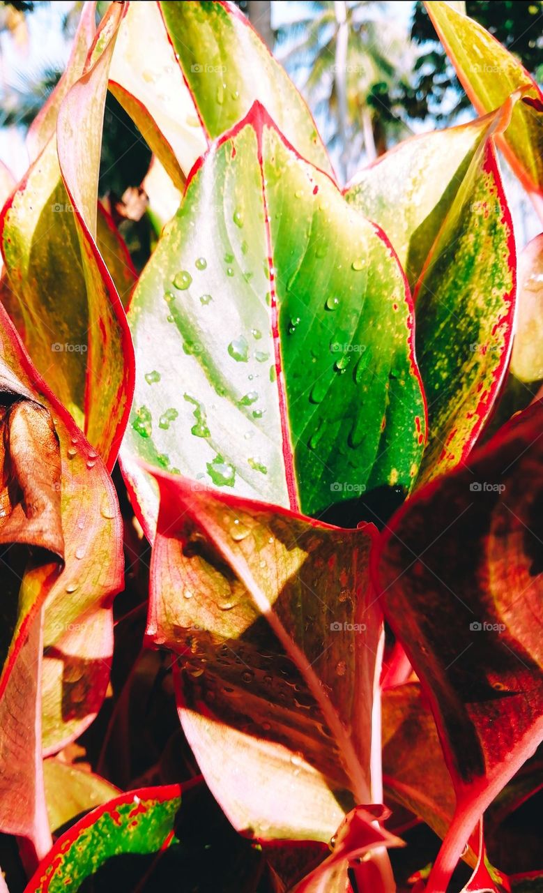 Dew drops line click