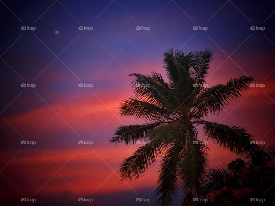 Silhouette of palm tree and dramatic sky