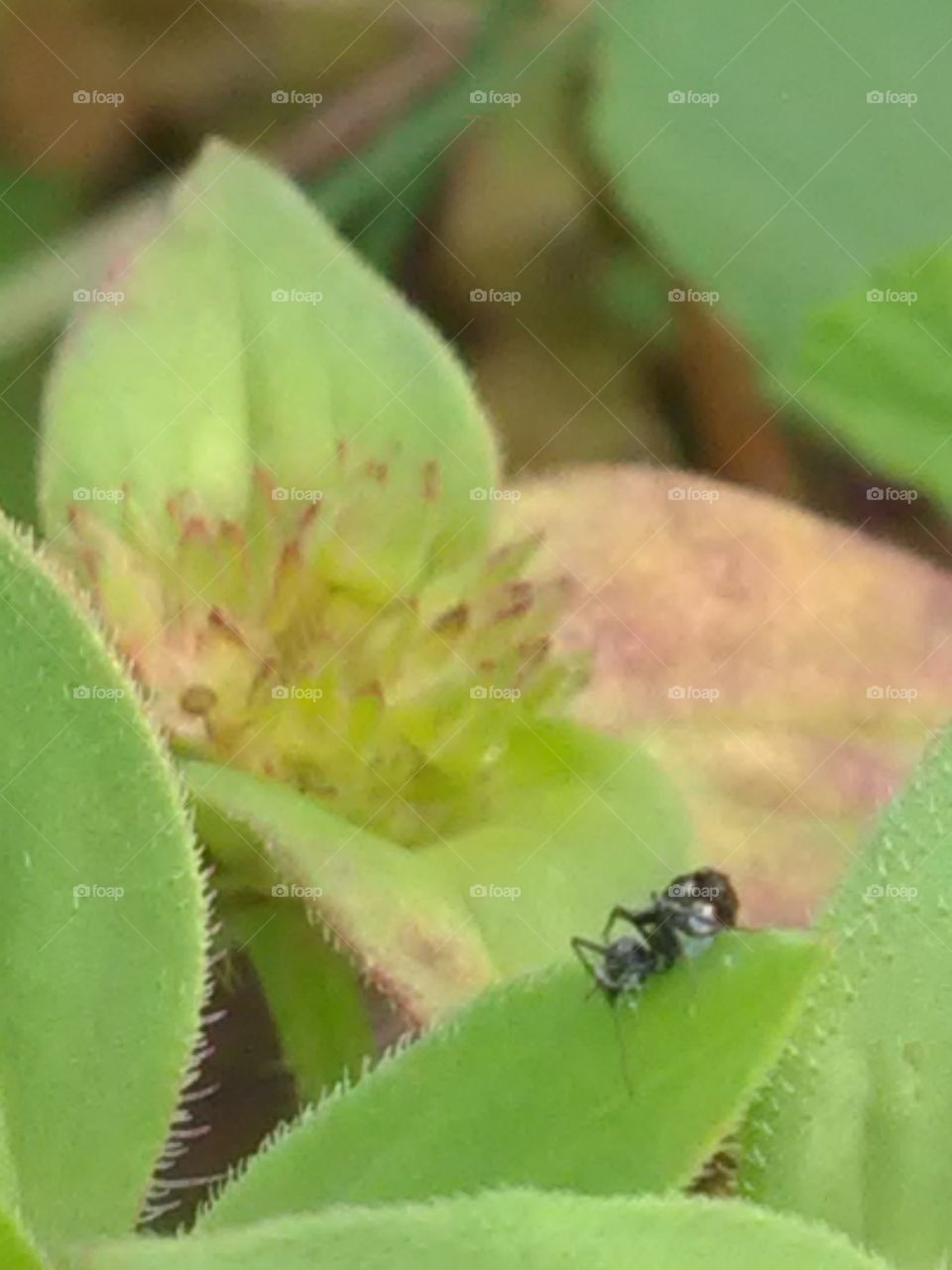 The beautiful smoll ant runing green leaf.
