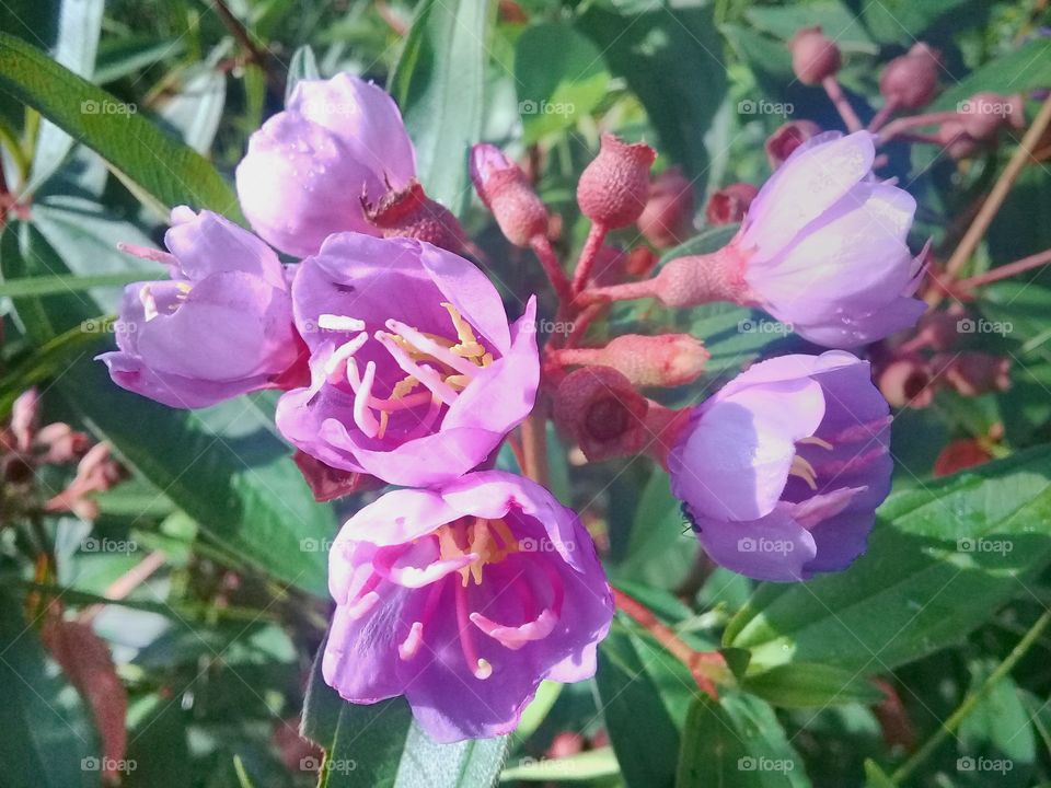 photo flowers of beautiful,fresh with a leaf background