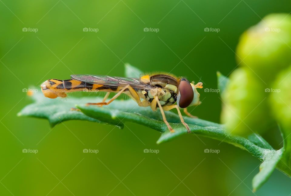 Brown and Yellow Robber Fly Perched on Green Leaf